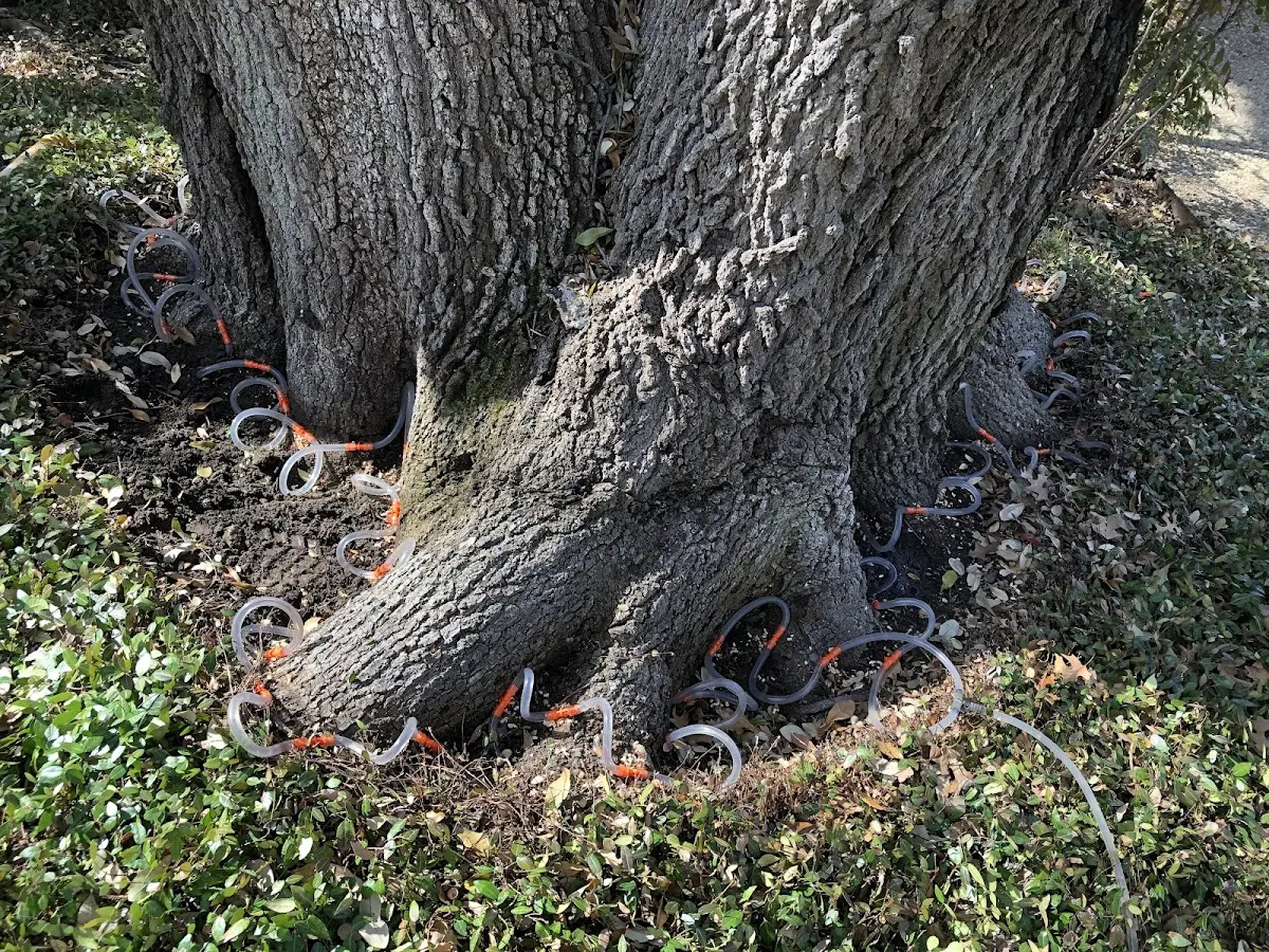 Detailed Tree Cabling and Bracing job site in West Helena