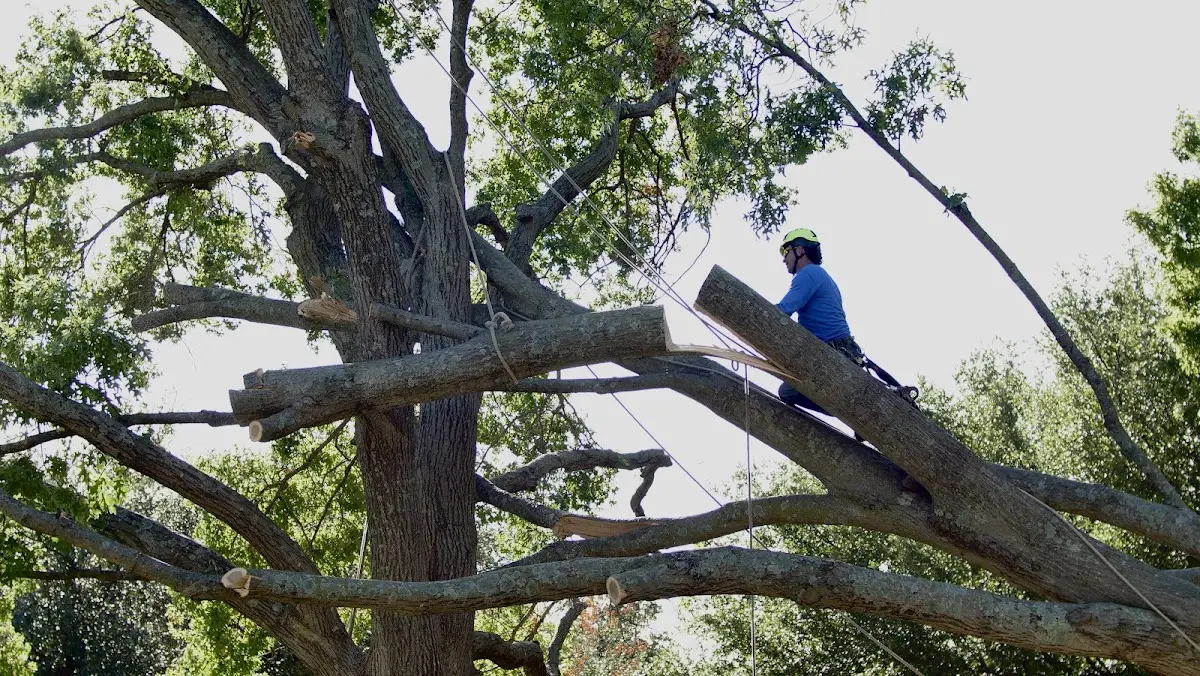Professional Crown Thinning performed by certified arborists in West Helena