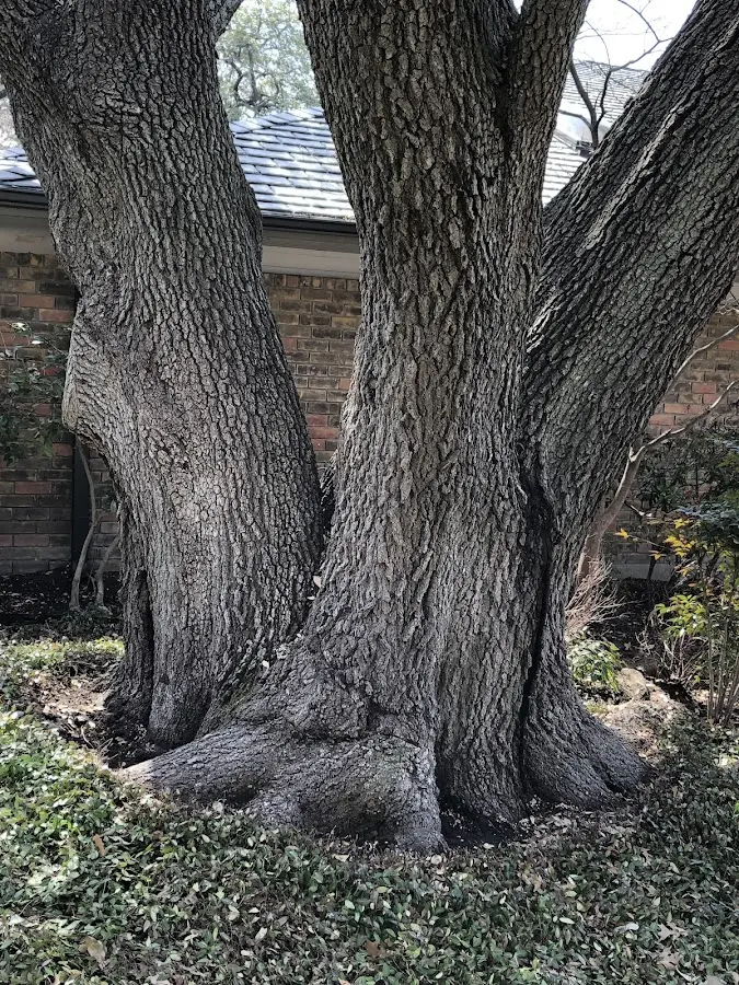 Mature heritage tree close to a West Helena property cared for by certified arborists
